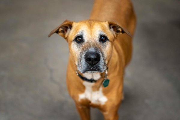 Pourquoi votre chat vous apporte-t-il des proies ?