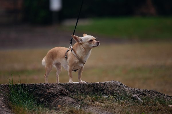 Dératisation : les clés pour une maison sans rongeurs