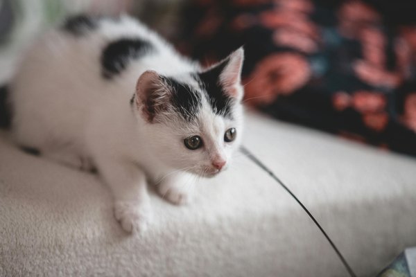 Les zoonoses : quand l'animal transmet des maladies à l'homme